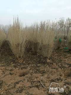 高度240厘米丛生木槿