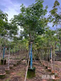 10公分紫花风铃木