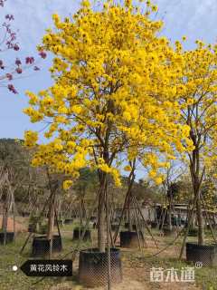 10公分黄花风铃木