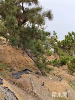 高度350厘米黑松