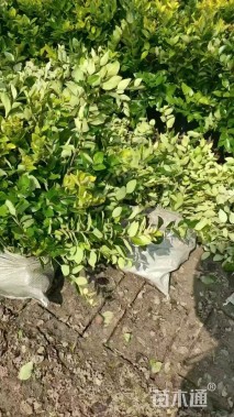 高度45厘米金森女贞小苗