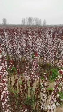 高度80厘米红叶李小苗