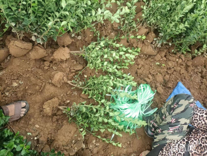 高度30厘米卫矛