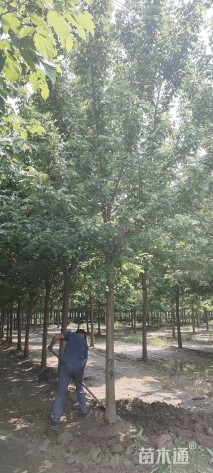 17公分金叶复叶槭