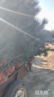 高度150厘米油松小苗