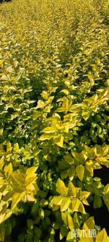 高度50厘米金叶女贞