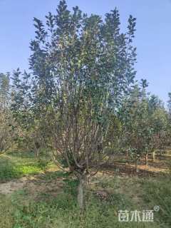 10公分北美海棠