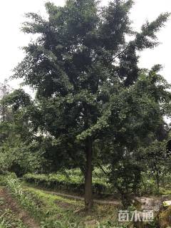 40公分银杏
