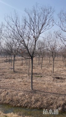 10公分栾树