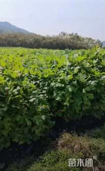 高度80厘米马褂木小苗