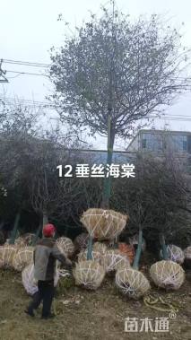 12公分娜塔栎