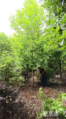 12公分乐昌含笑