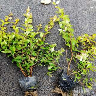 高度30厘米六道木