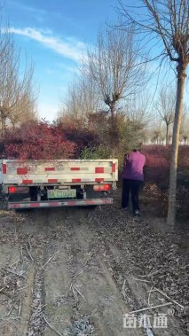 高度160厘米南天竹