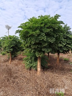 10公分富贵树