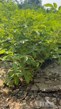 高度40厘米四季玫瑰