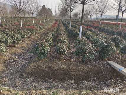 冠幅70厘米红叶石楠球