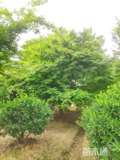 30公分鸡爪槭