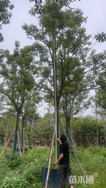 10公分香樟