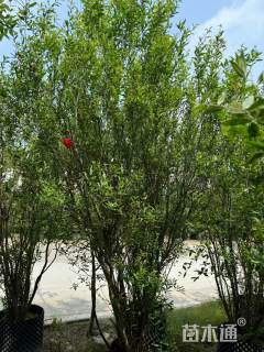 高度300厘米花石榴