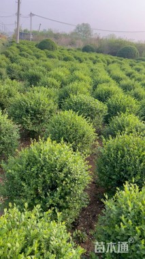 高度70厘米小叶女贞