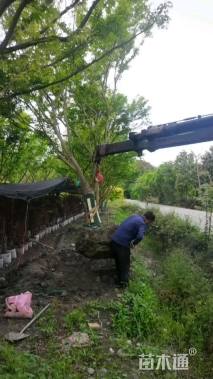 14公分鸡爪槭