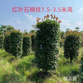 冠幅80厘米红叶石楠球