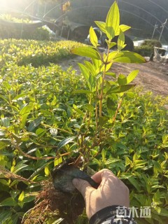 高度20厘米巴西野牡丹