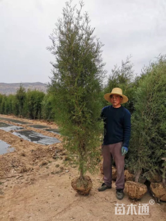 高度40厘米侧柏小苗