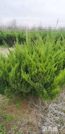 冠幅150厘米龙柏球