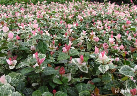 10厘米花叶络石