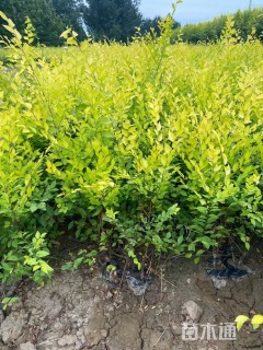 高度70厘米金叶榆小苗