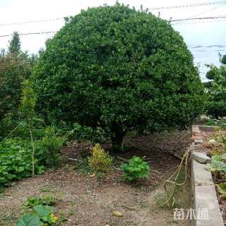 冠幅250厘米大叶黄杨球