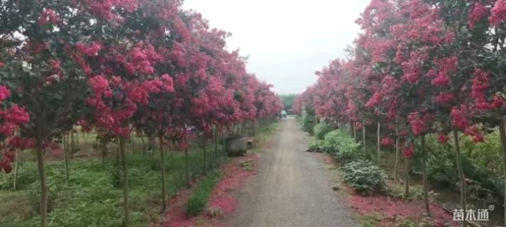 5公分红火箭紫薇