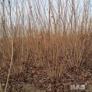 高度250厘米丛生紫荆