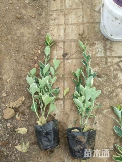 高度40厘米金边黄杨