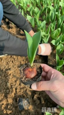 高度6厘米郁金香