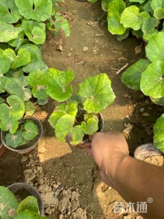 高度25厘米大吴风草