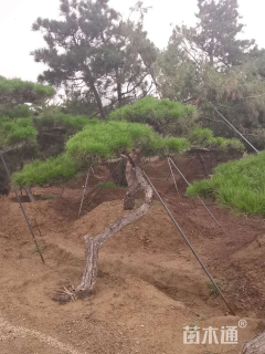 25公分造型赤松