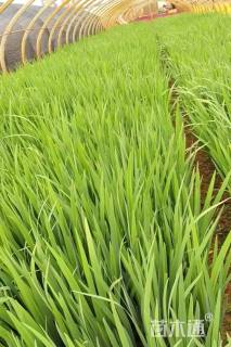 高度30厘米鸢尾