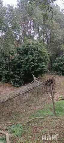 10公分四季桂