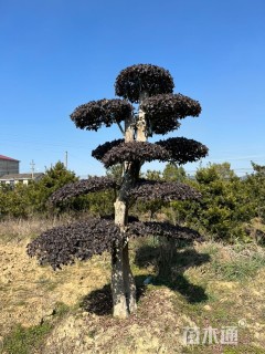 40公分造型红花继木桩