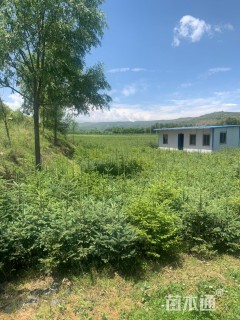 高度260厘米云杉