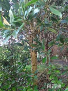 高度4厘米金弹子