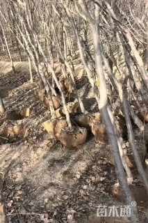 3公分山杏