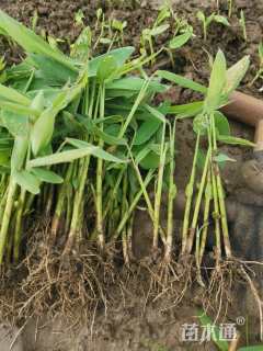 高度25厘米再力花