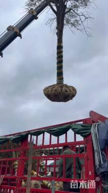 高度250厘米羽毛枫