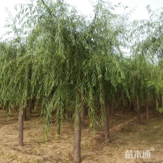 12公分垂柳
