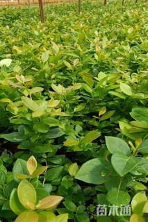 高度25厘米蓝莓