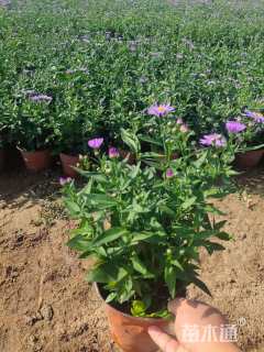 高度20厘米紫苑